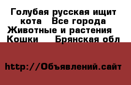 Голубая русская ищит кота - Все города Животные и растения » Кошки   . Брянская обл.